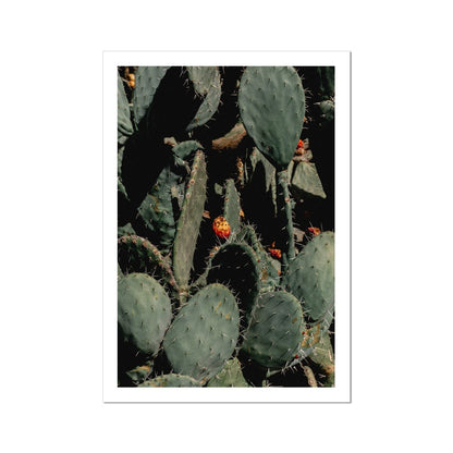 Prickle Pear