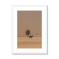 Camel Dammam Desert