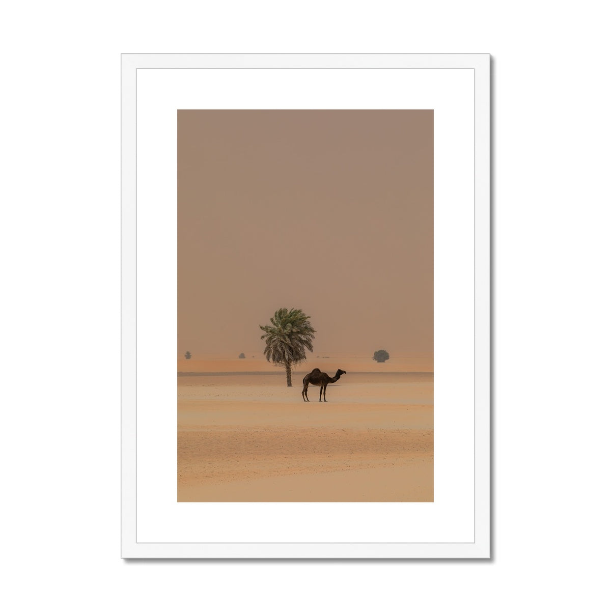 Camel Dammam Desert