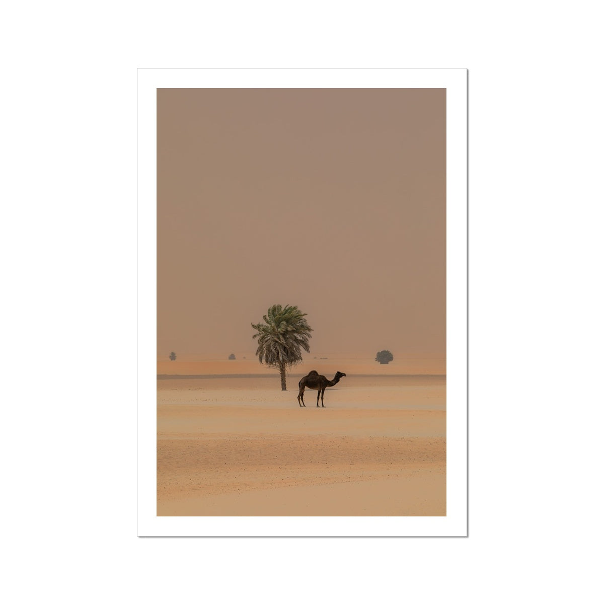 Camel Dammam Desert