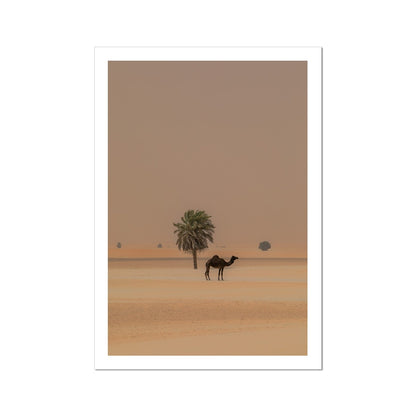 Camel Dammam Desert