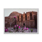 Ad Deir Bloom Petra