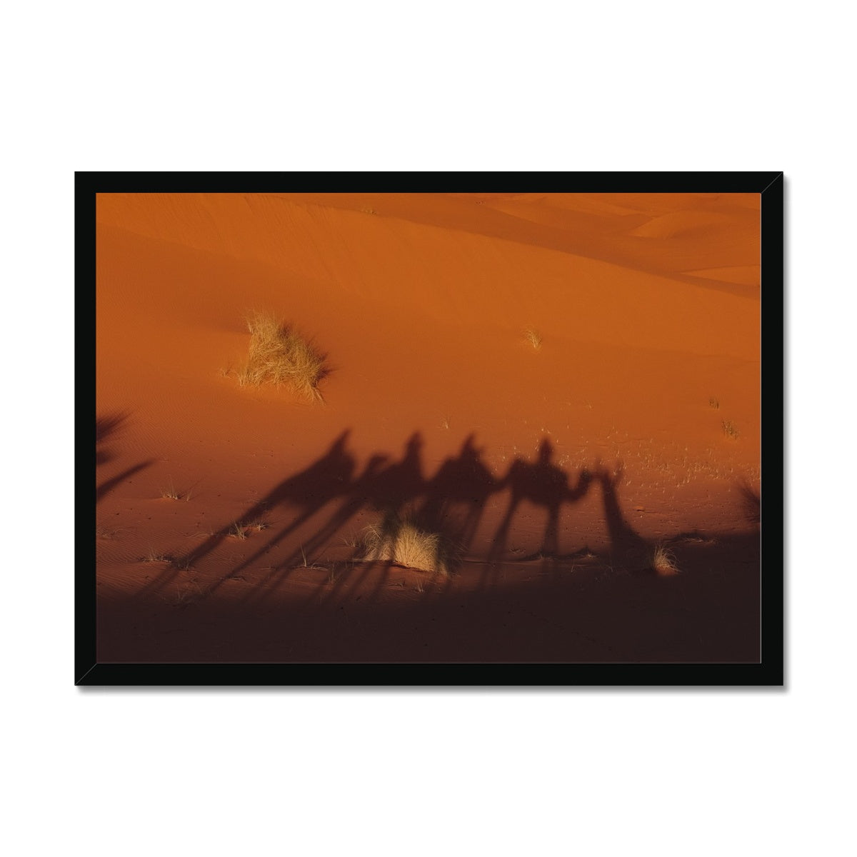 Desert Camel Caravan