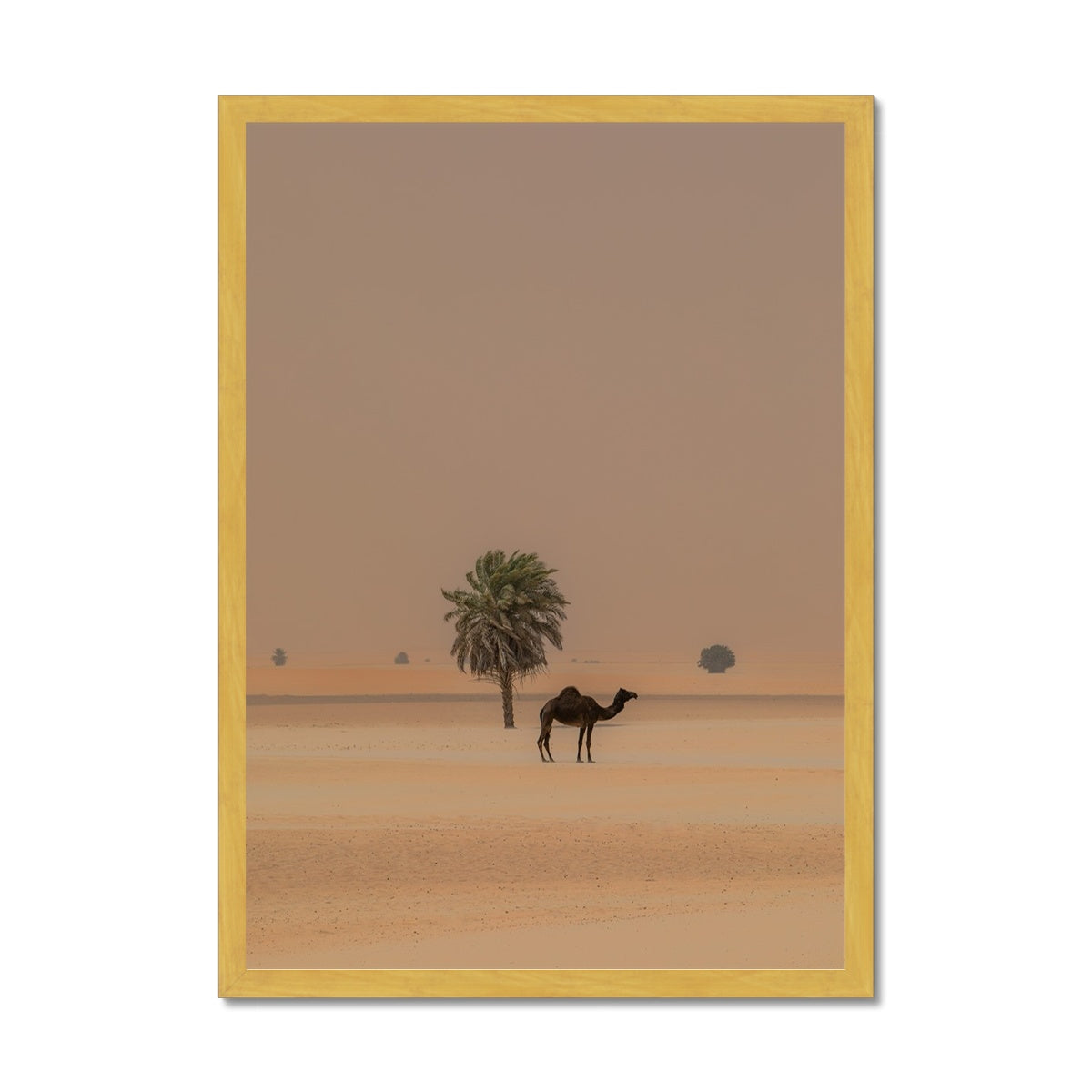 Camel Dammam Desert