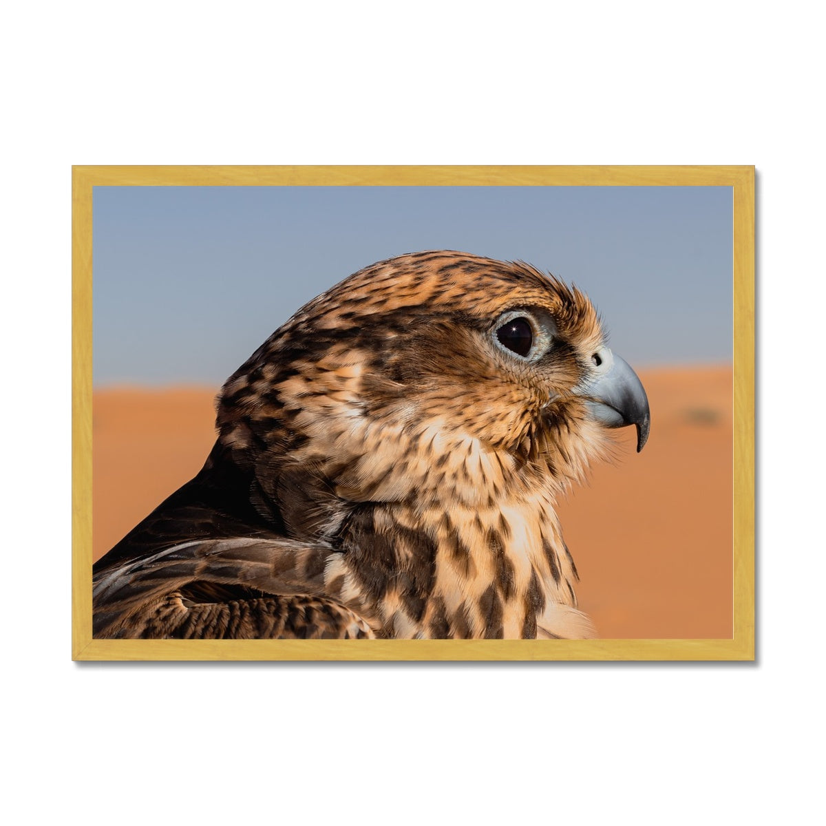 Saudi Falcon