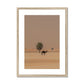 Camel Dammam Desert