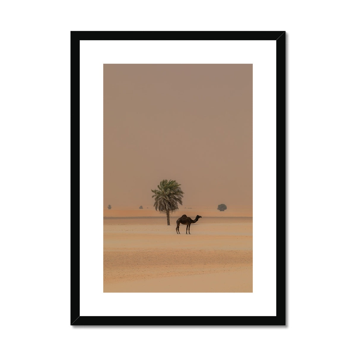 Camel Dammam Desert