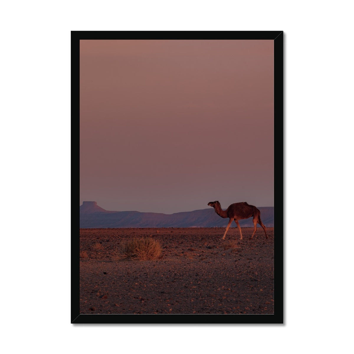 Roaming Camel