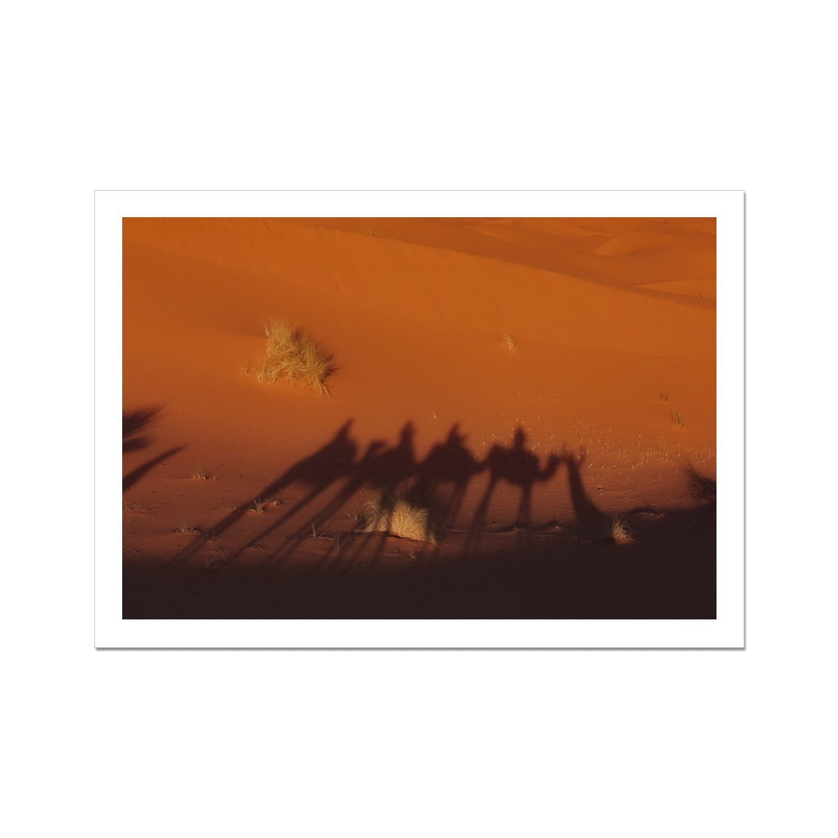 Desert Camel Caravan