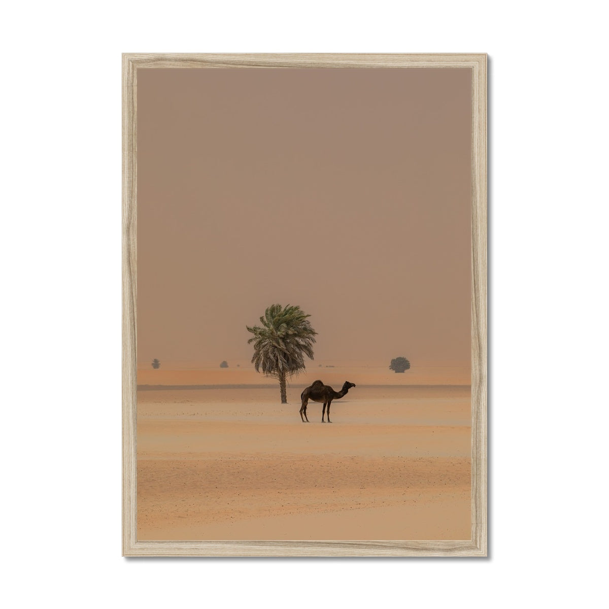 Camel Dammam Desert