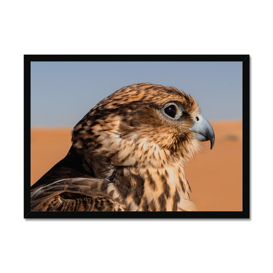 Saudi Falcon