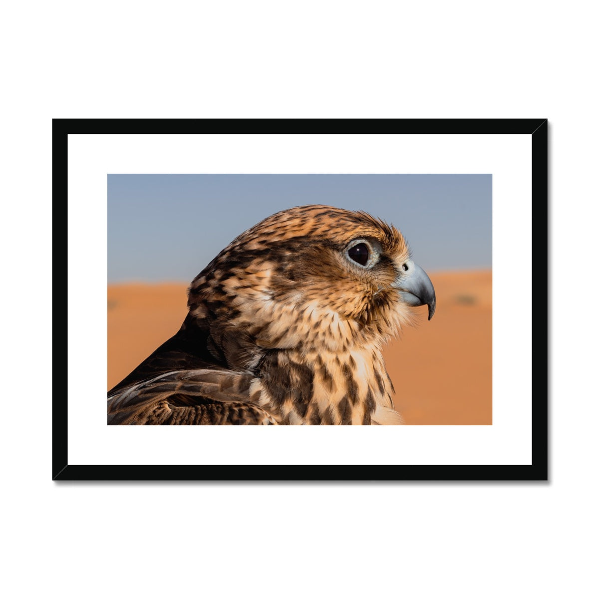 Saudi Falcon