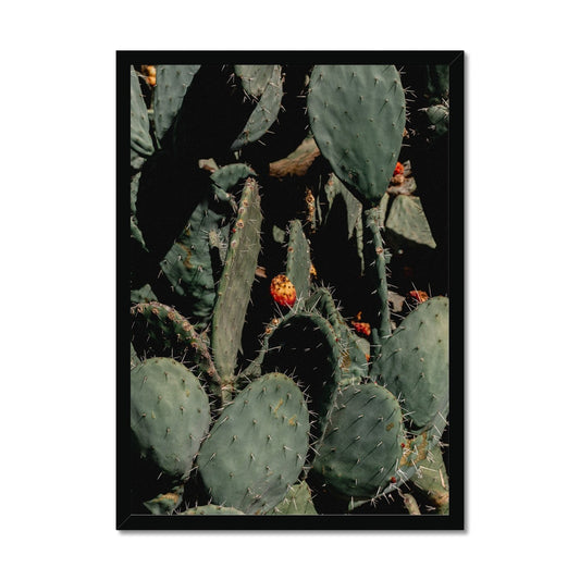 Prickle Pear