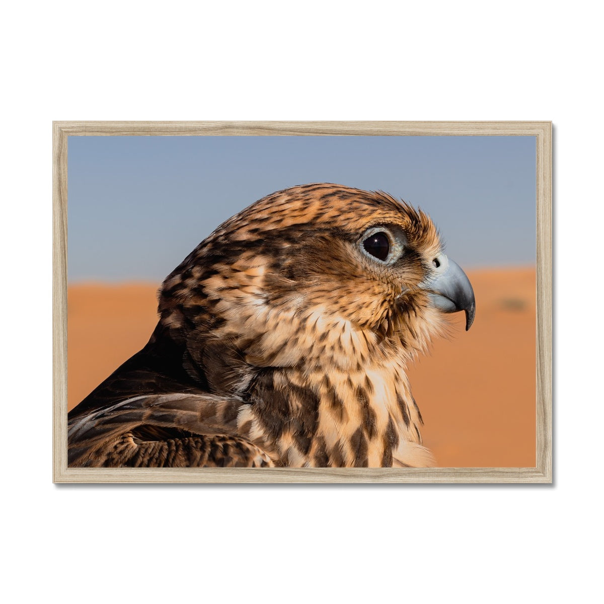 Saudi Falcon